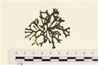 登錄號:A00001443藏品圖，第1張