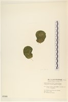 登錄號:A00001444藏品圖，第1張