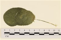 登錄號:A00001445藏品圖，第1張