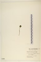 Accession Number:A00001446 Collection Image, Figure 3, Total 3 Figures