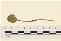 Accession Number:A00001446 Collection Image, Figure 1, Total 3 Figures