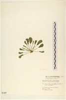登錄號:A00001447藏品圖，第3張
