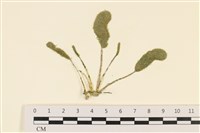 登錄號:A00001448藏品圖，第1張