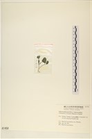 登錄號:A00001450藏品圖，第3張