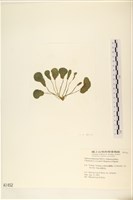 登錄號:A00001452藏品圖，第3張