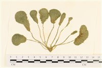 登錄號:A00001452藏品圖，第1張