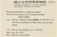 黑葉小網藻藏品圖，第2張