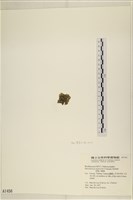 黑葉小網藻藏品圖，第3張