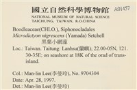 黑葉小網藻藏品圖，第2張