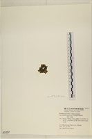 黑葉小網藻藏品圖，第3張