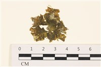 黑葉小網藻藏品圖，第1張