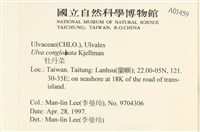 茶花石蓴, 牡丹菜藏品圖，第2張