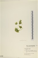 茶花石蓴, 牡丹菜藏品圖，第1張