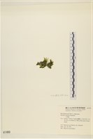 大羽藻藏品圖，第3張