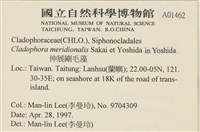 伸展剛毛藻藏品圖，第2張