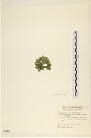 伸展剛毛藻藏品圖，第3張