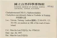 伸展剛毛藻藏品圖，第2張