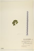 伸展剛毛藻藏品圖，第3張