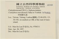 伸展剛毛藻藏品圖，第2張