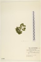 伸展剛毛藻藏品圖，第3張