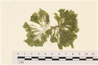 伸展剛毛藻藏品圖，第1張