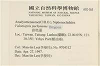 指枝藻藏品圖，第2張