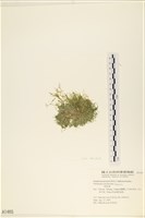 指枝藻藏品圖，第3張