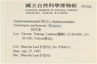 指枝藻藏品圖，第2張