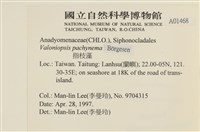 指枝藻藏品圖，第2張