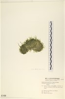 指枝藻藏品圖，第3張