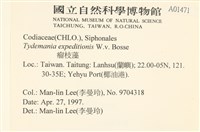 瘤枝藻藏品圖，第2張