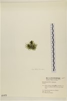 館號:A00001473藏品圖，第3張