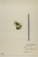 登錄號:A00001474藏品圖，第3張