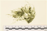 登錄號:A00001474藏品圖，第1張