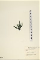 登錄號:A00001475藏品圖，第3張