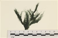 登錄號:A00001475藏品圖，第1張