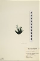 登錄號:A00001476藏品圖，第3張