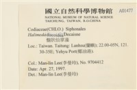 盤狀仙掌藻藏品圖，第2張