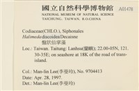 盤狀仙掌藻藏品圖，第2張