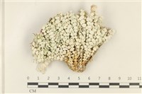 盤狀仙掌藻藏品圖，第1張