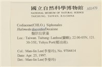 盤狀仙掌藻藏品圖，第2張