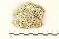 盤狀仙掌藻藏品圖，第1張