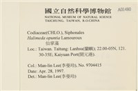 仙掌藻, 海仙人掌藏品圖，第2張