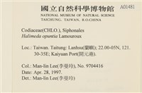 仙掌藻, 海仙人掌藏品圖，第2張