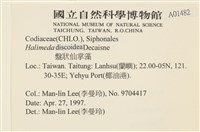 盤狀仙掌藻藏品圖，第2張