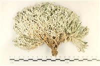 盤狀仙掌藻藏品圖，第1張