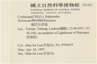 盤狀仙掌藻藏品圖，第2張