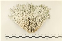 盤狀仙掌藻藏品圖，第1張