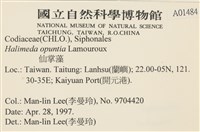 仙掌藻, 海仙人掌藏品圖，第2張