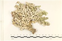 仙掌藻, 海仙人掌藏品圖，第1張